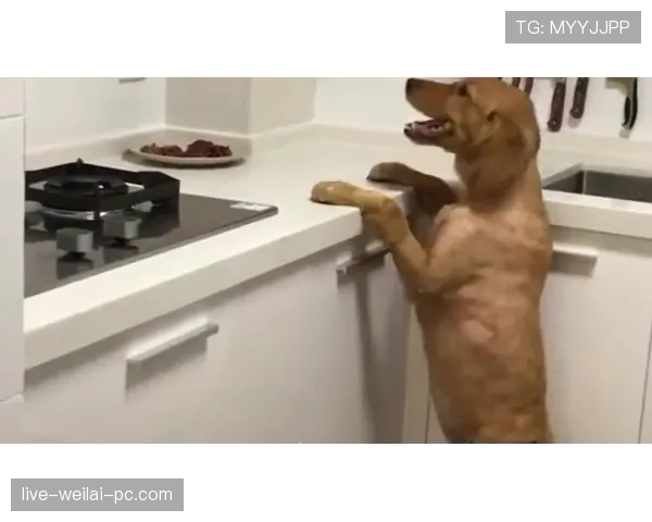 刷到范迪克家厨房那张图，半夜吃泡面都觉得自己寒酸了